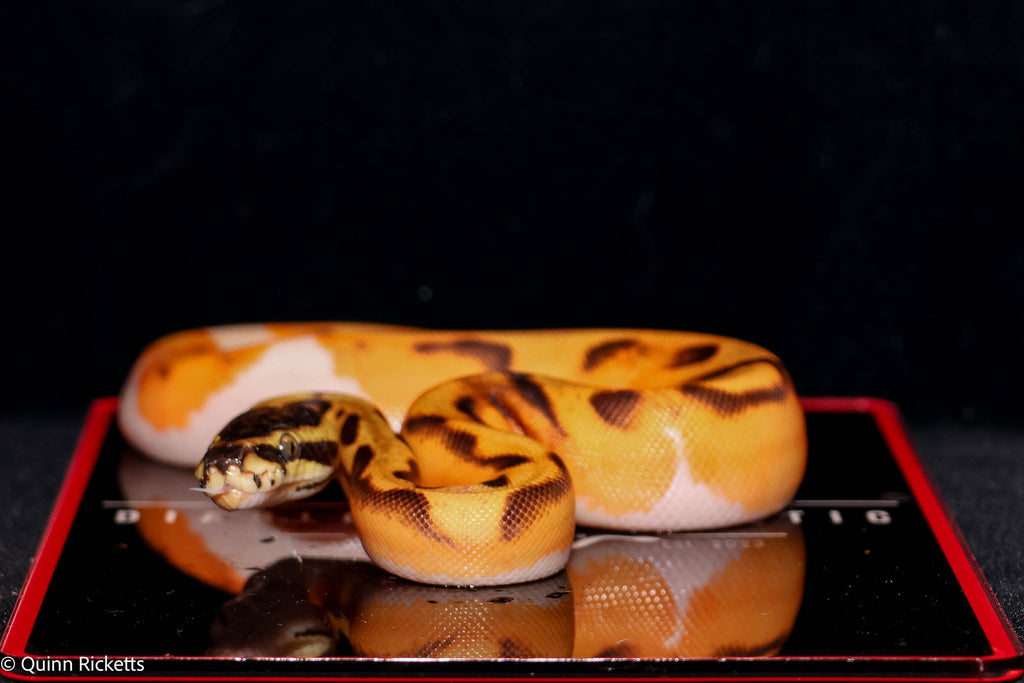 Bang Enchi Piebald Ball Python