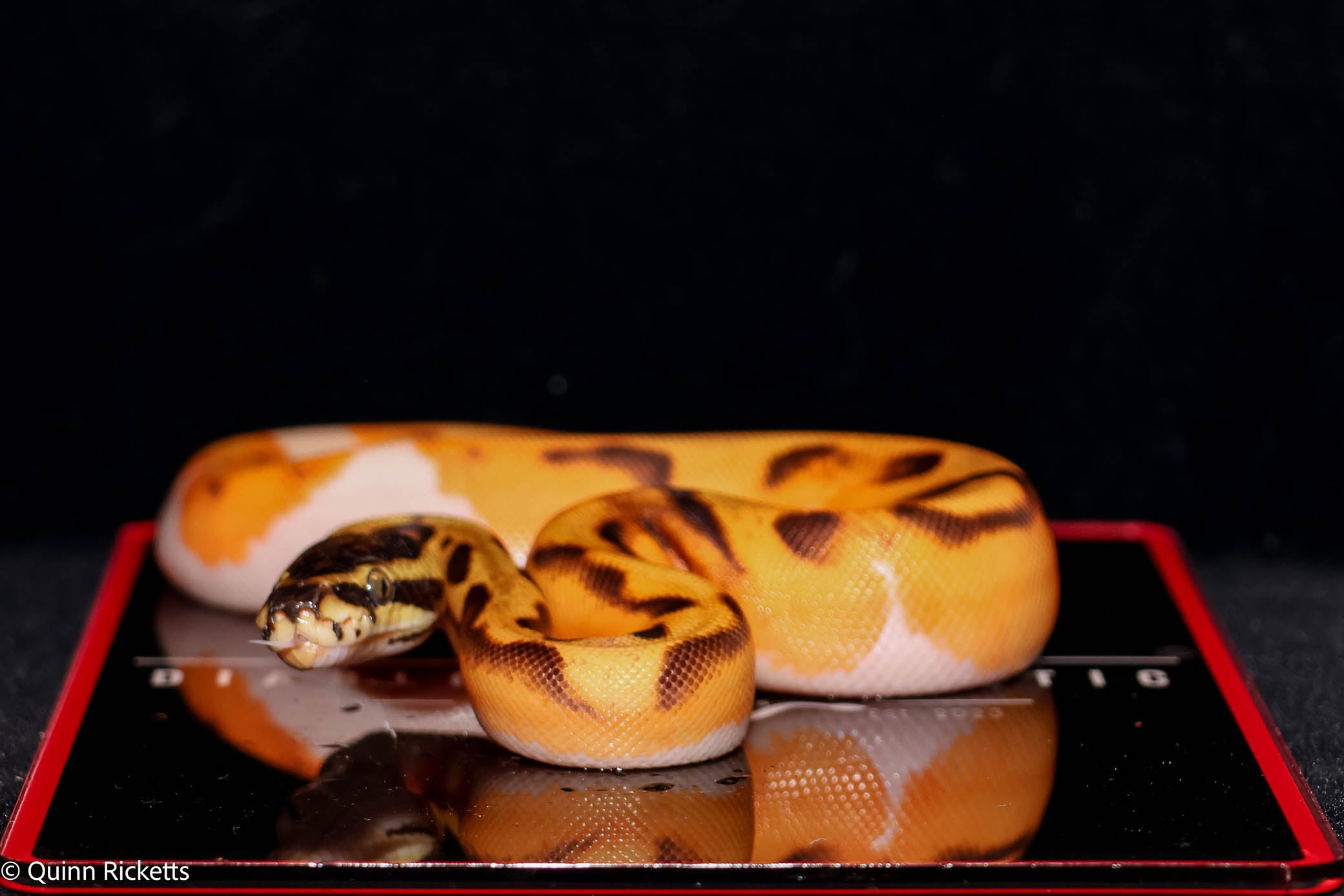 Bang Enchi Piebald Ball Python