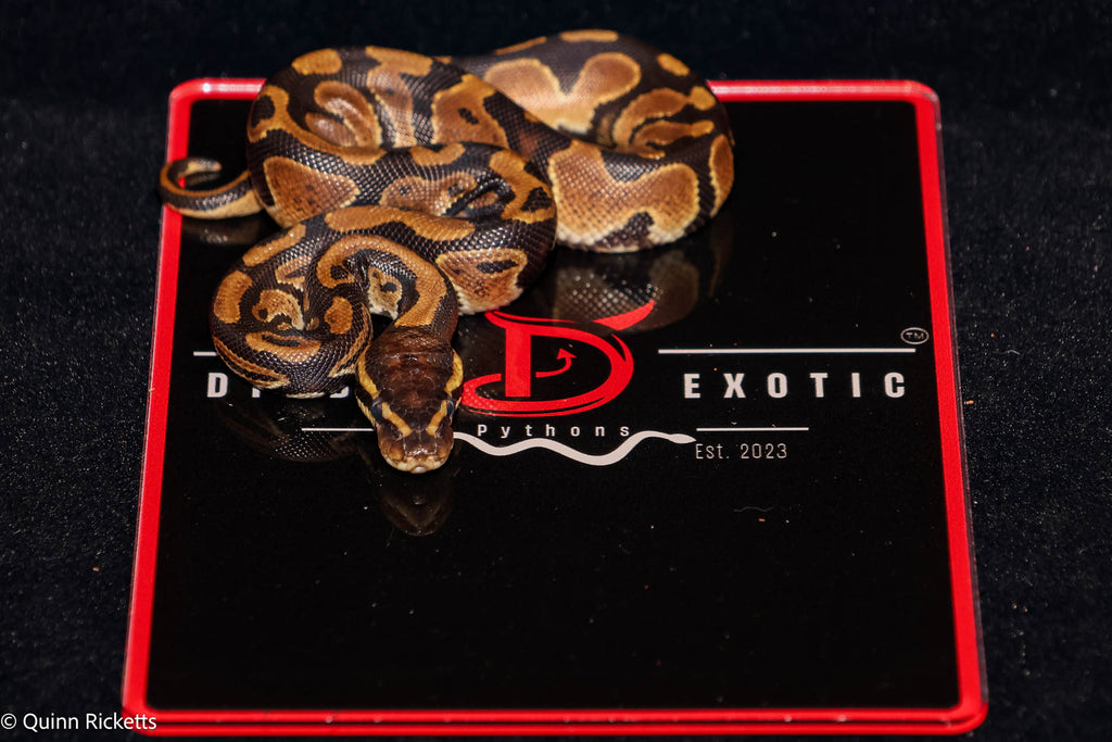 Double Het Sunset & Clown, (POS Het Monsoon) Ball Python - Male
