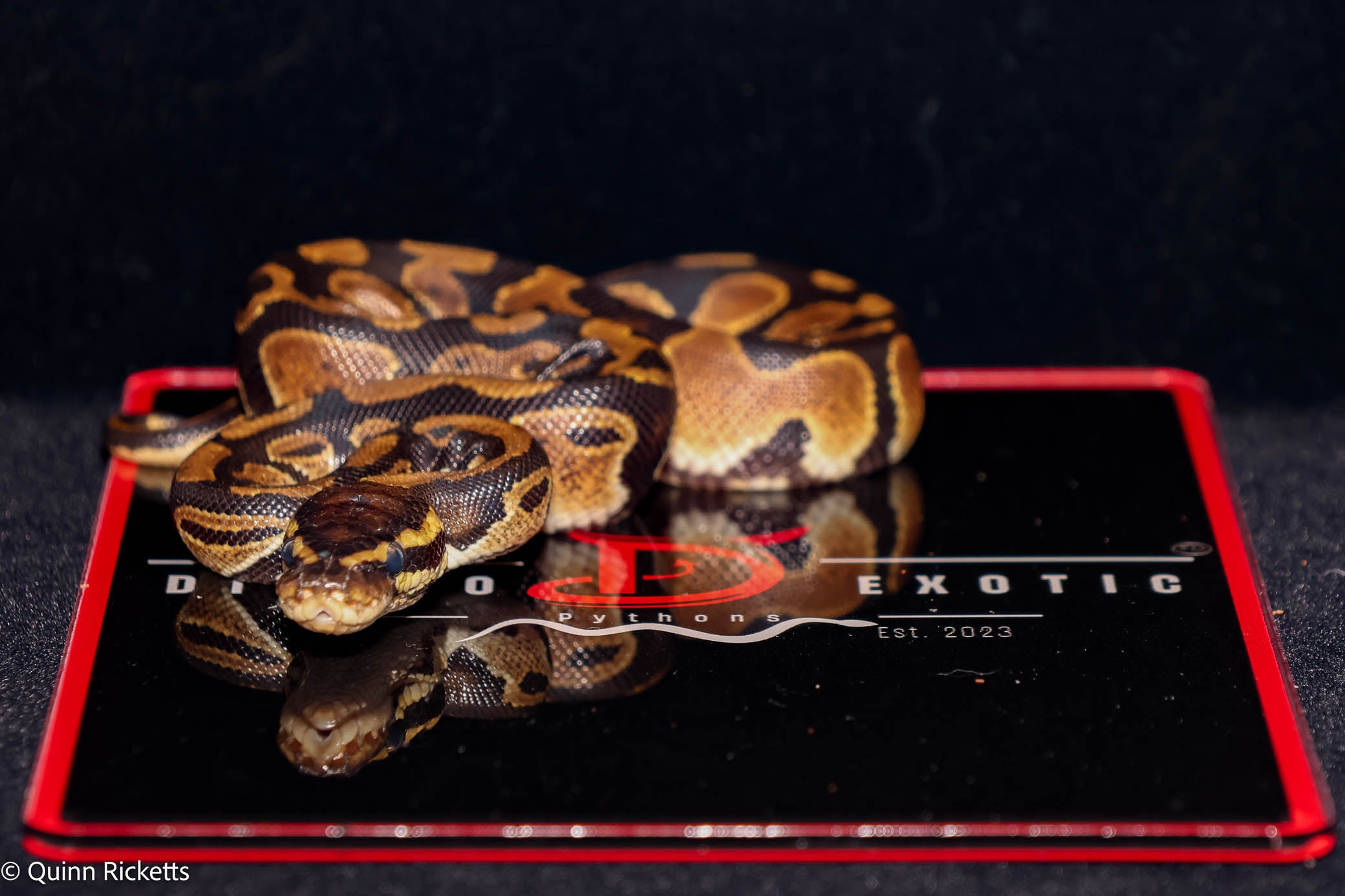 Double Het Sunset & Clown, (POS Het Monsoon) Ball Python - Male