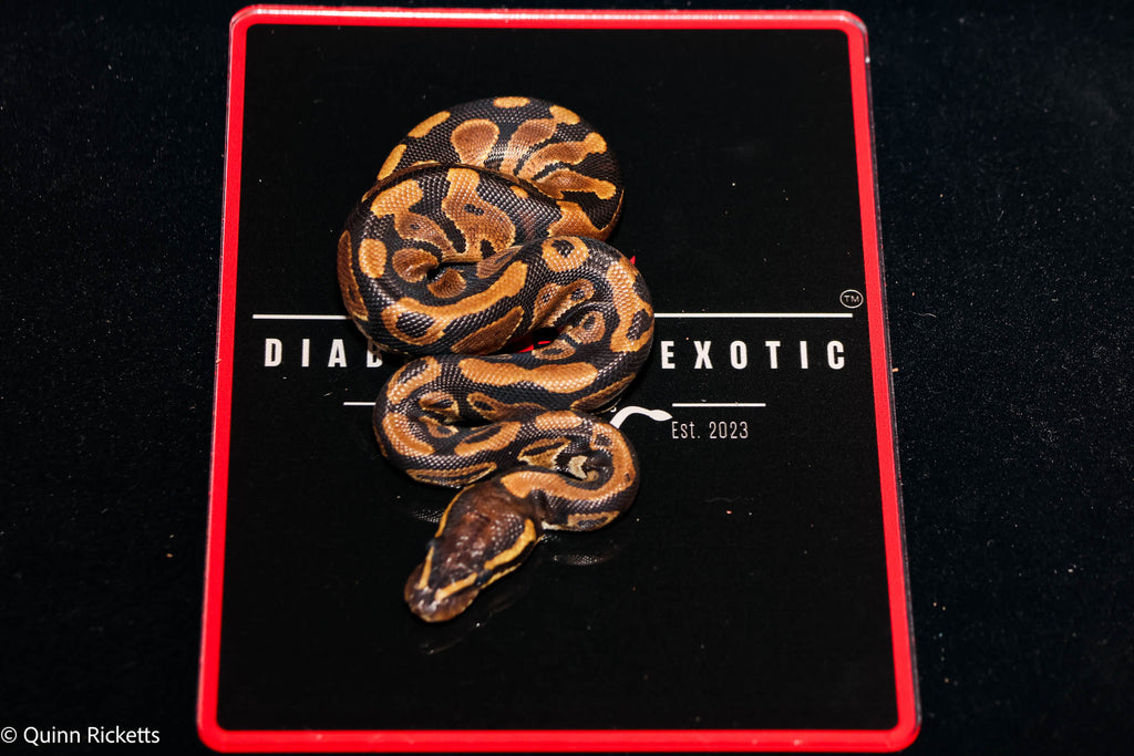Double Het Sunset & Clown, (POS Het Monsoon) Ball Python - Male
