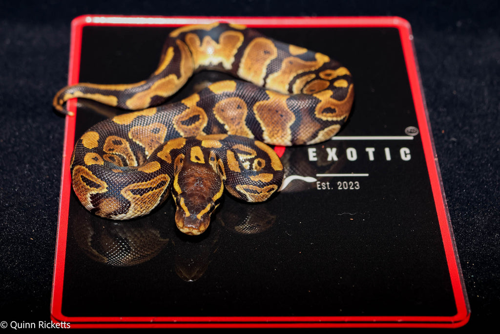 Double Het Sunset & Clown (POS Het Monsoon) Ball Python - Male