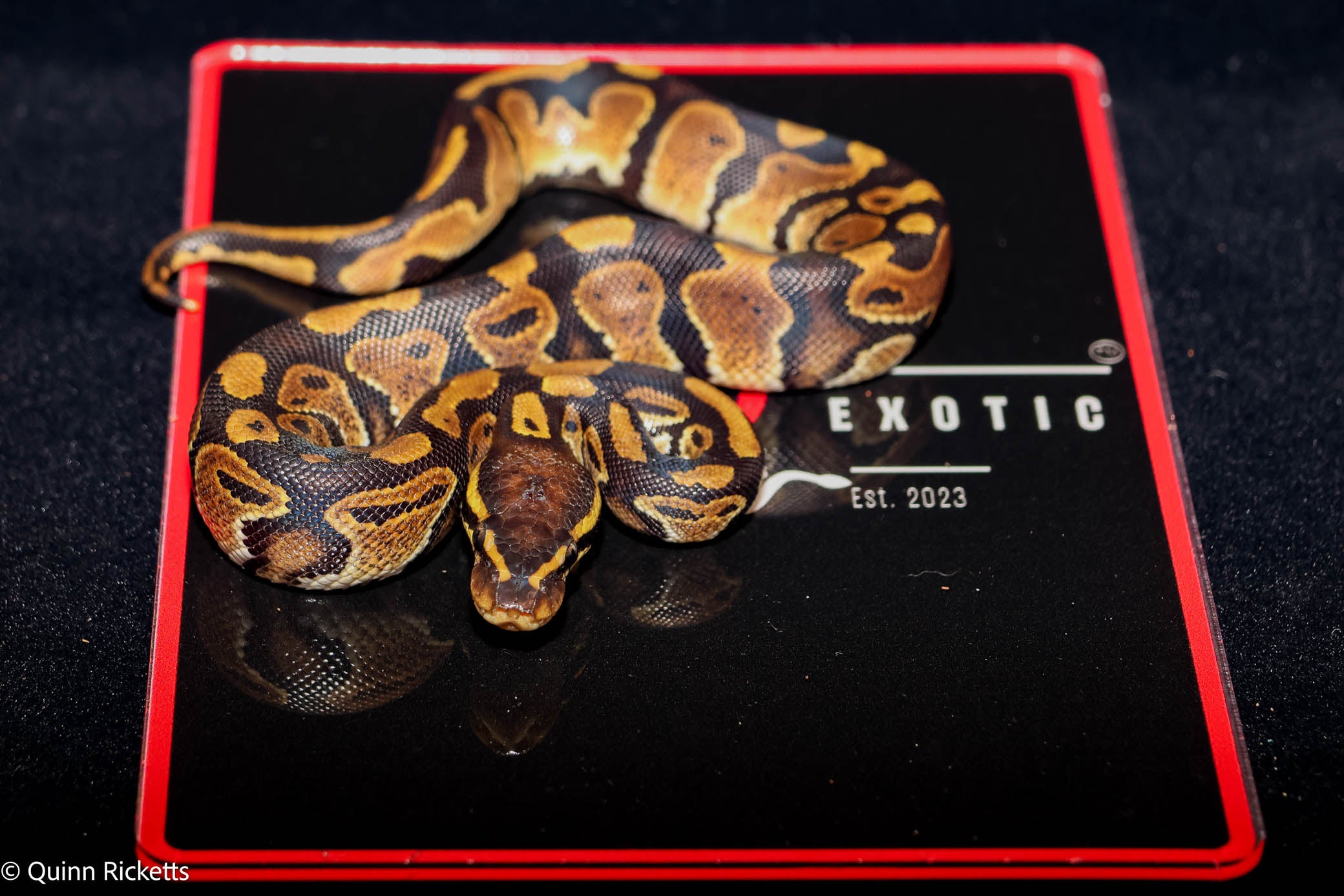 Double Het Sunset & Clown (POS Het Monsoon) Ball Python - Male