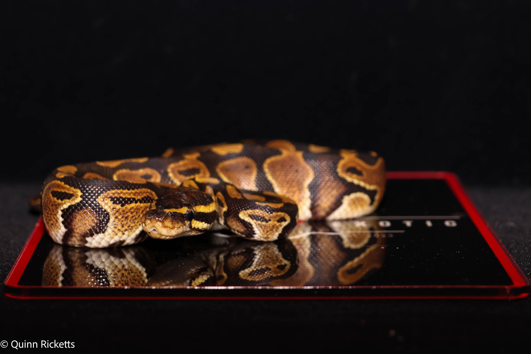 Double Het Sunset & Clown (POS Het Monsoon) Ball Python - Male
