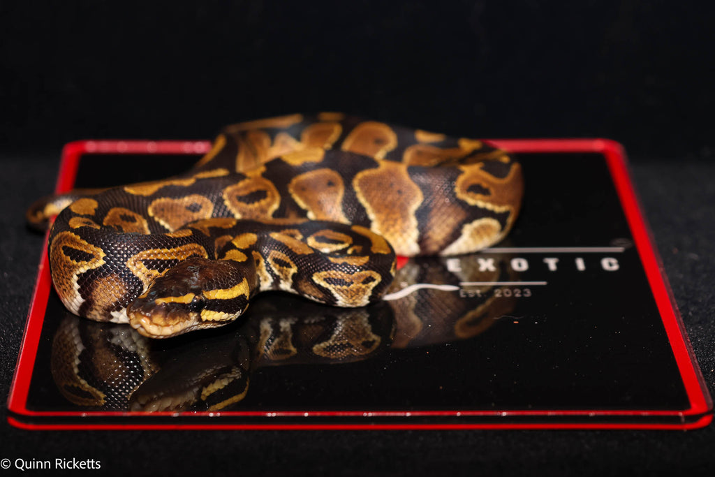 Double Het Sunset & Clown (POS Het Monsoon) Ball Python - Male