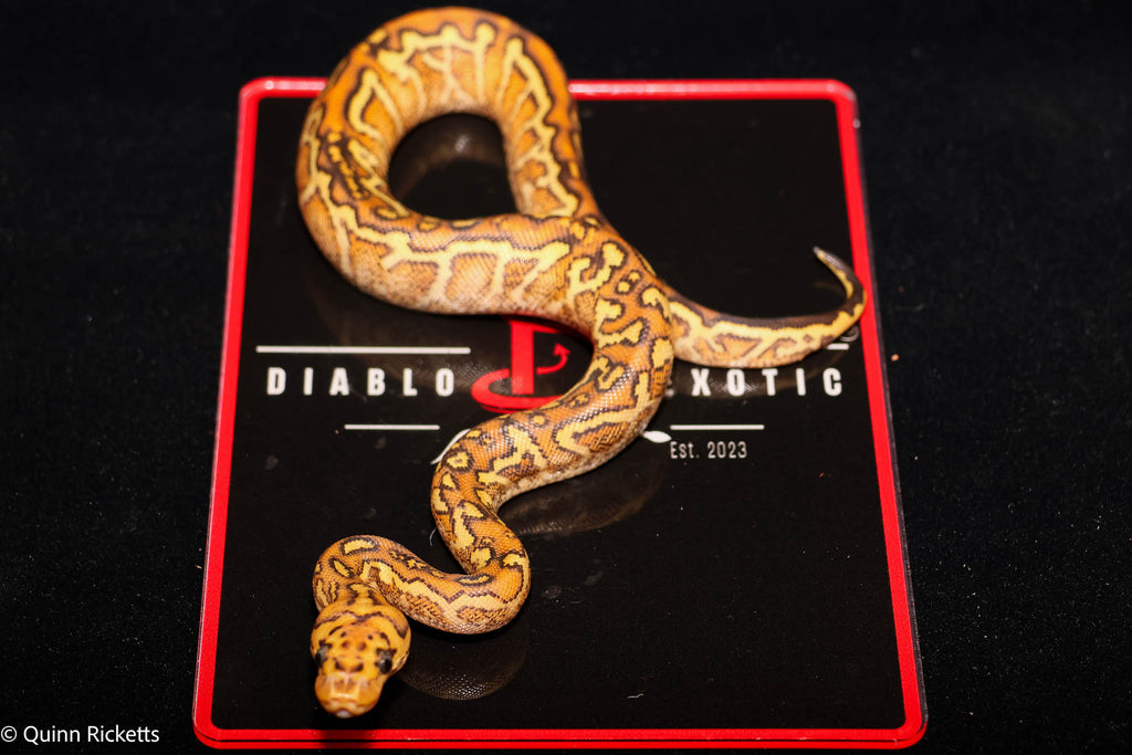 Baker Special Fire Yellowbelly Hurricane Spotnose Clown Ball Python