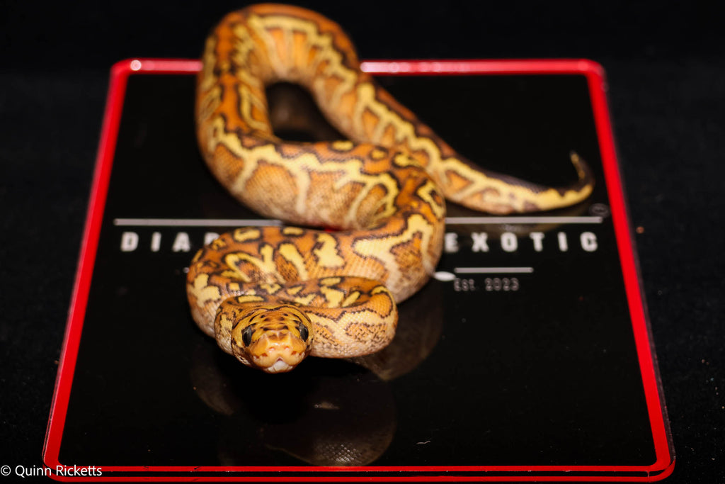Baker Special Fire Yellowbelly Hurricane Spotnose Clown Ball Python