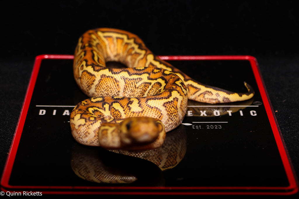 Baker Special Fire Yellowbelly Hurricane Spotnose Clown Ball Python