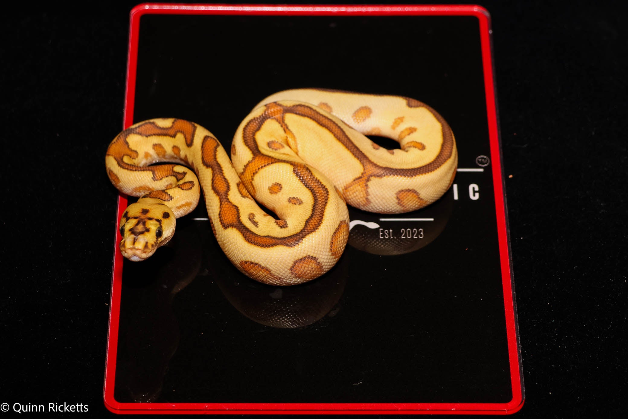 Baker Special Fire YB Hurricane Spotnose Clown Ball Python