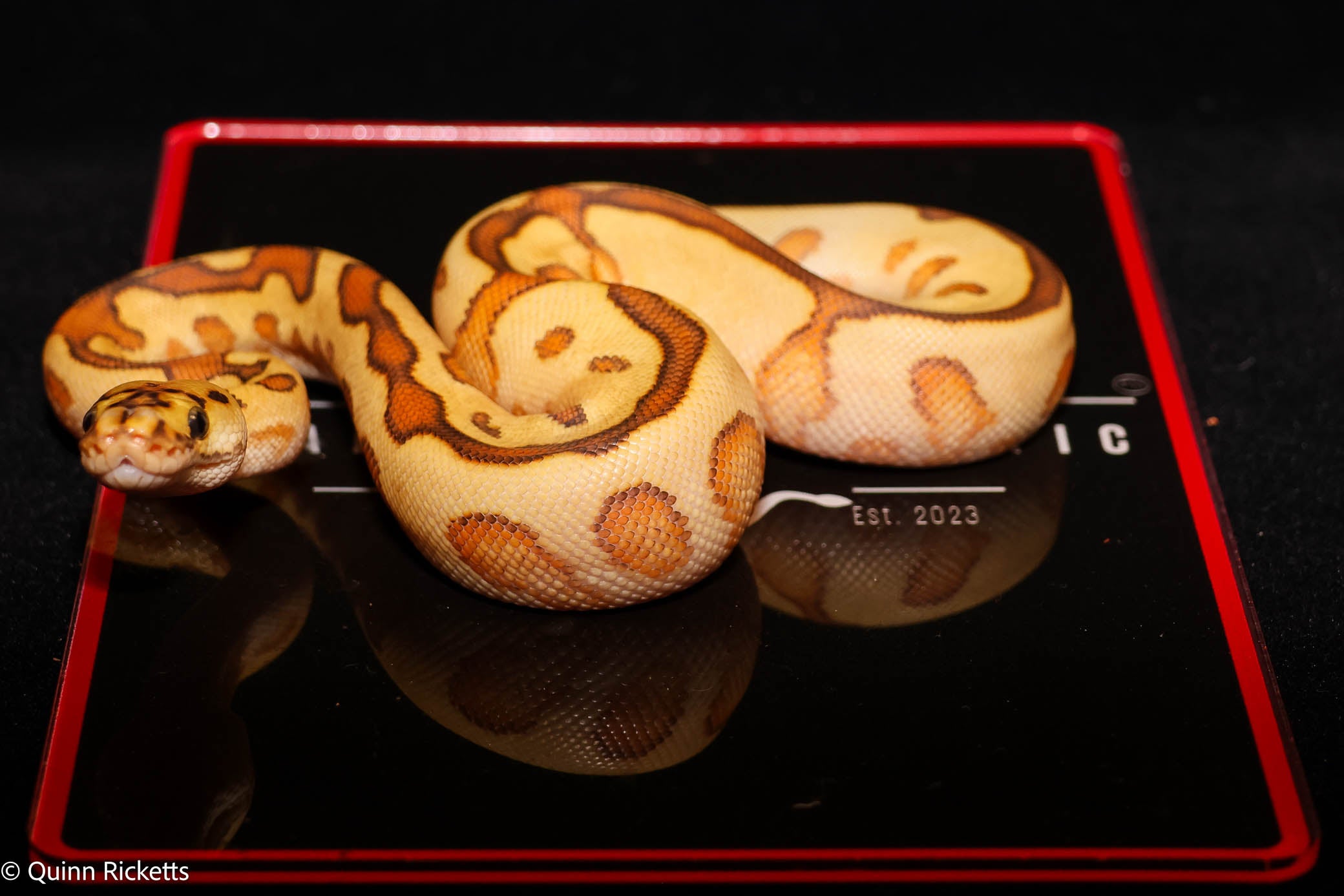 Baker Special Fire YB Hurricane Spotnose Clown Ball Python