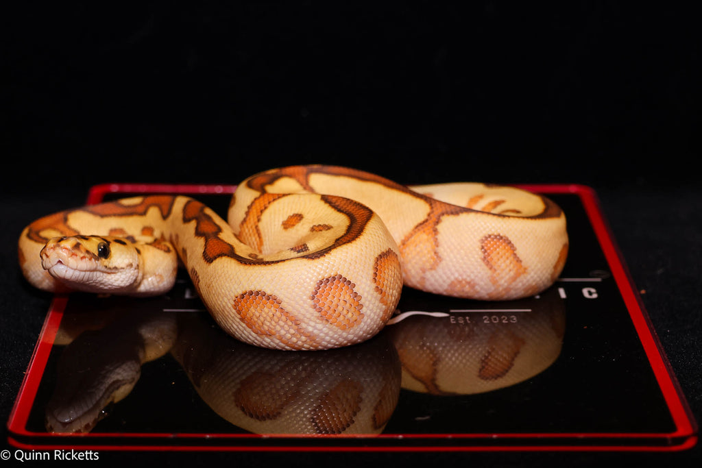 Baker Special Fire YB Hurricane Spotnose Clown Ball Python