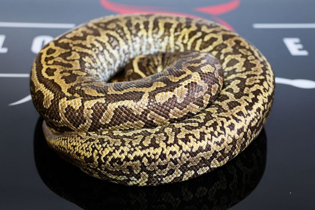 Mojave Monsoon Ball Python