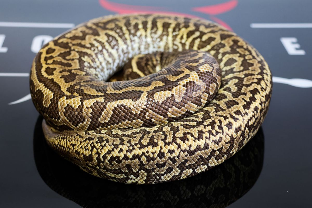 Mojave Monsoon Ball Python