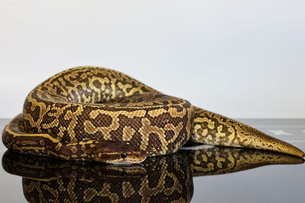 Mojave Monsoon Ball Python