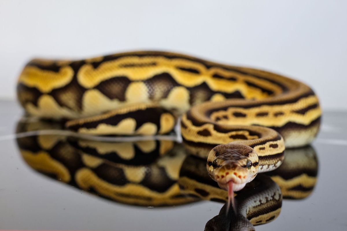 Pastel Stranger Puzzle Pied Ball Python