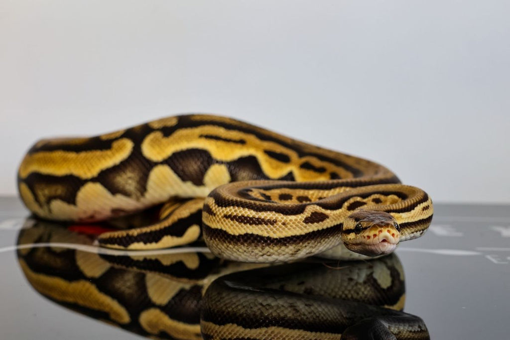 Pastel Stranger Puzzle Pied Ball Python