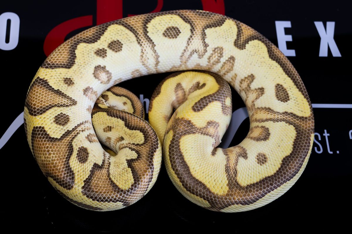 Enchi Fire Hurricane OD Clown 50% Het Pied Ball Python