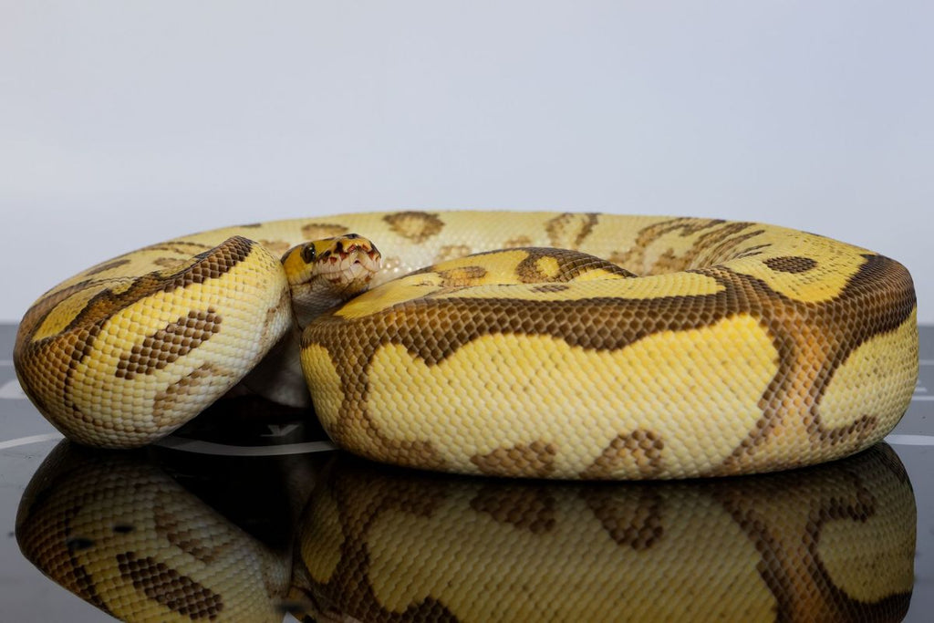 Enchi Fire Hurricane OD Clown 50% Het Pied Ball Python