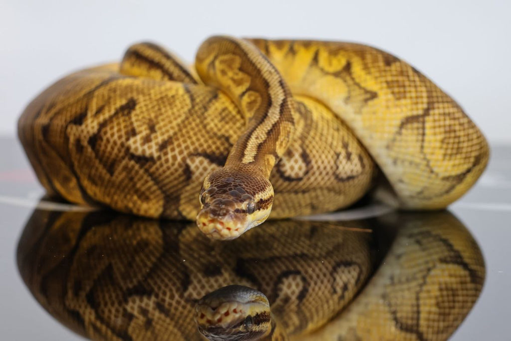 Pastel Sunset Ball Python