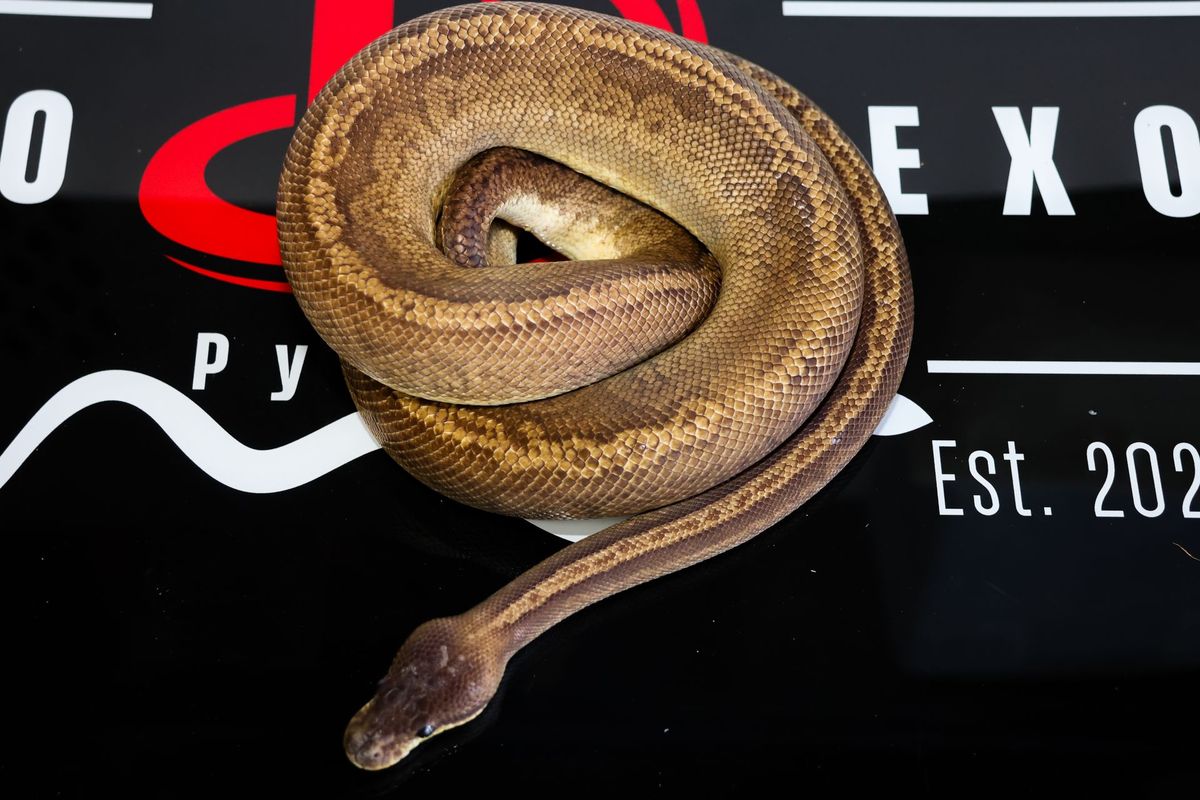 Cinnamon Cypress Sunset Ball Python