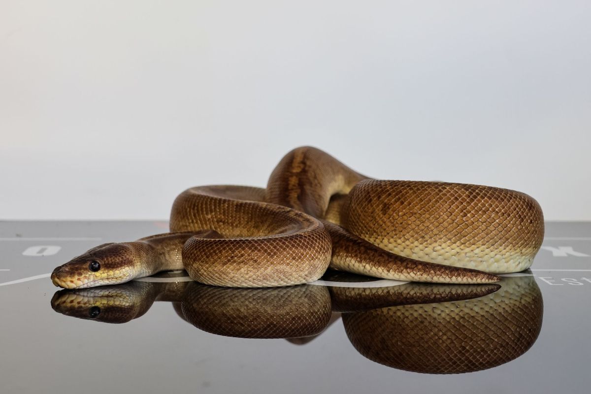 Cinnamon Cypress Sunset Ball Python