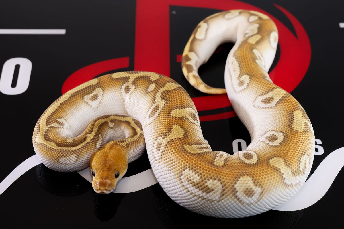 Cypress Mojave High Intensity OD Clown Ball Python