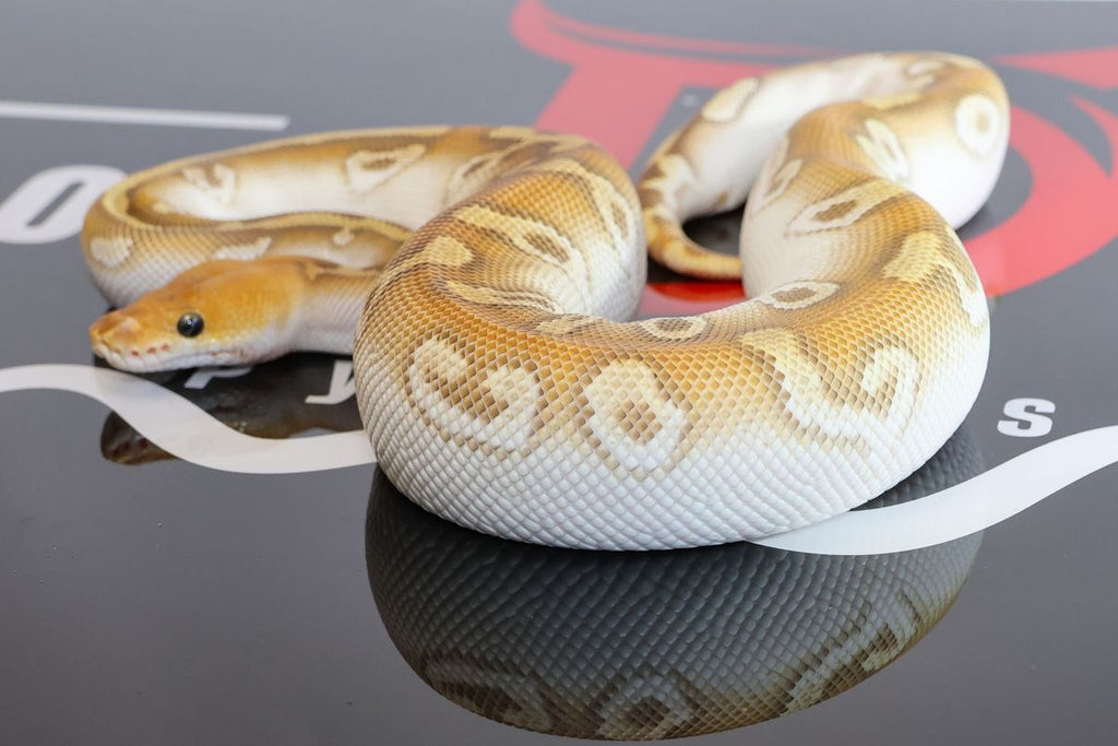Cypress Mojave High Intensity OD Clown Ball Python
