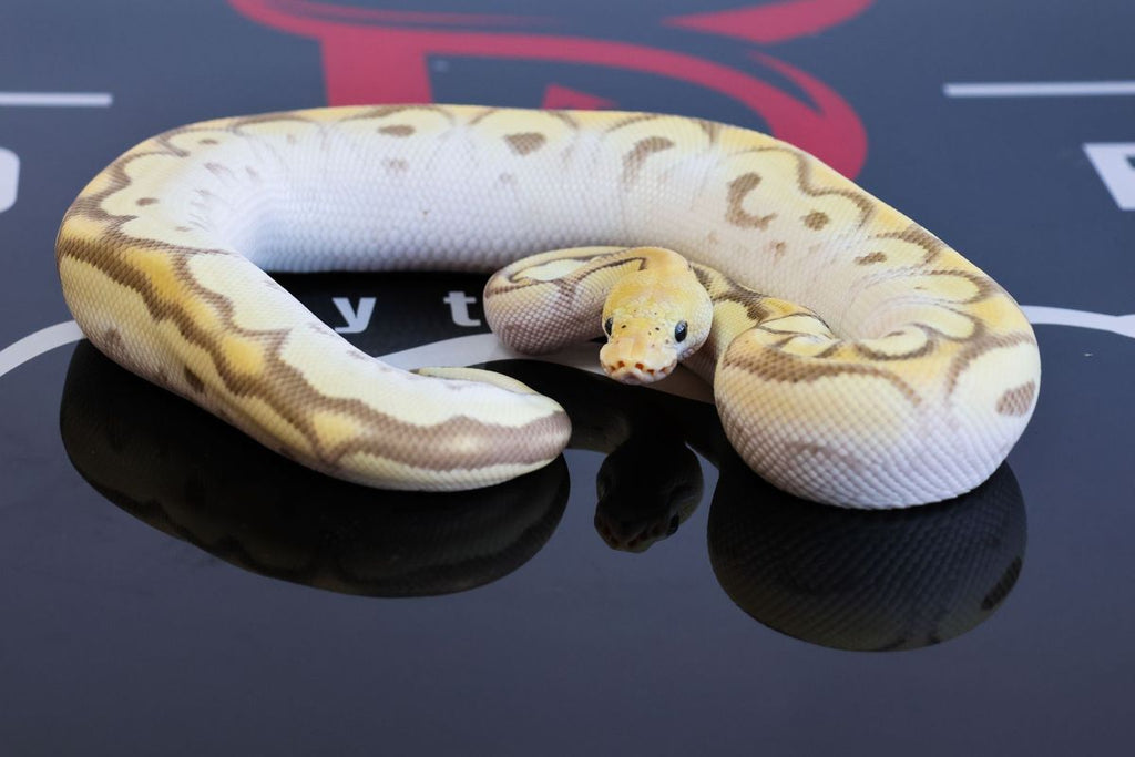 Mojave OD Pastel YB Clown DG Ball Python