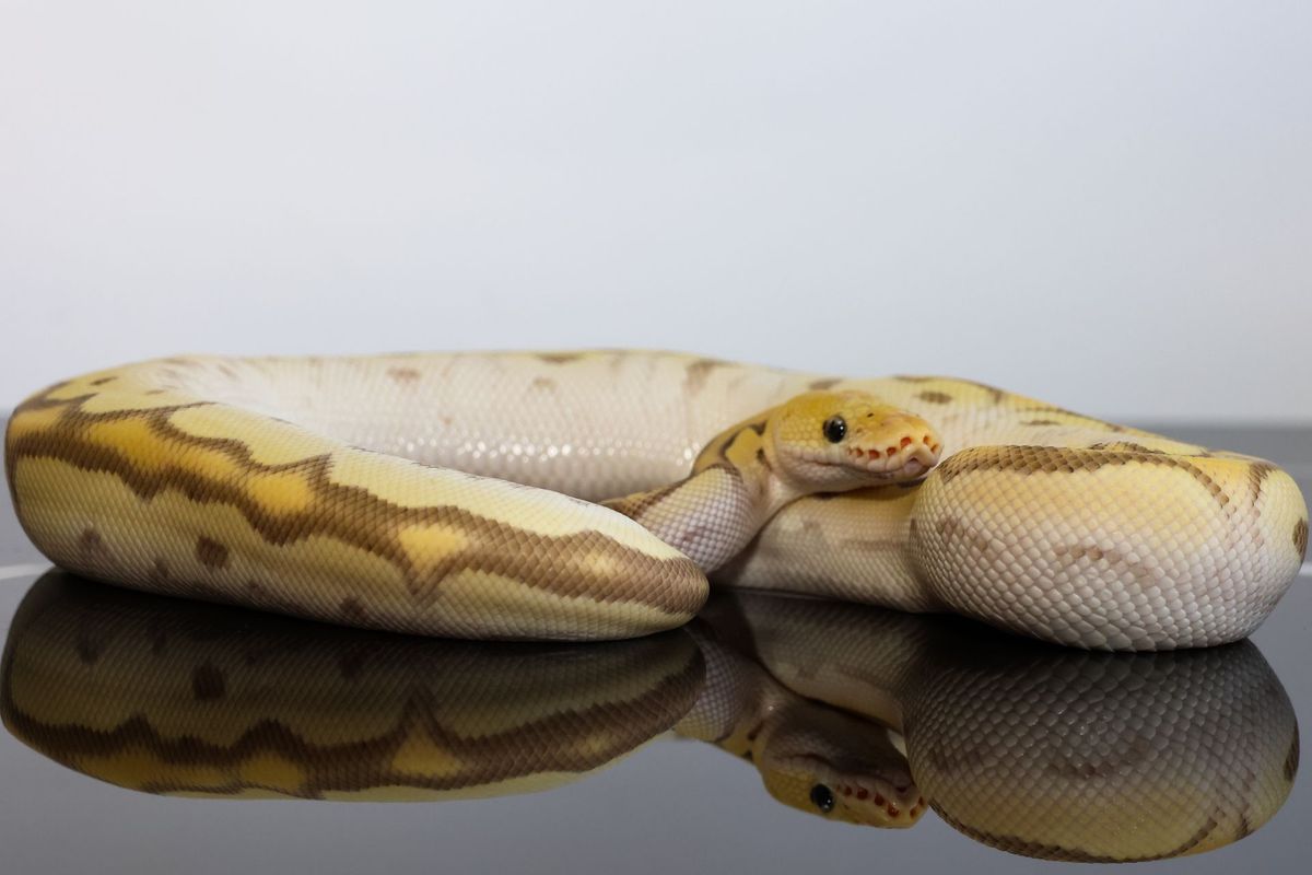 Mojave OD Pastel YB Clown DG Ball Python