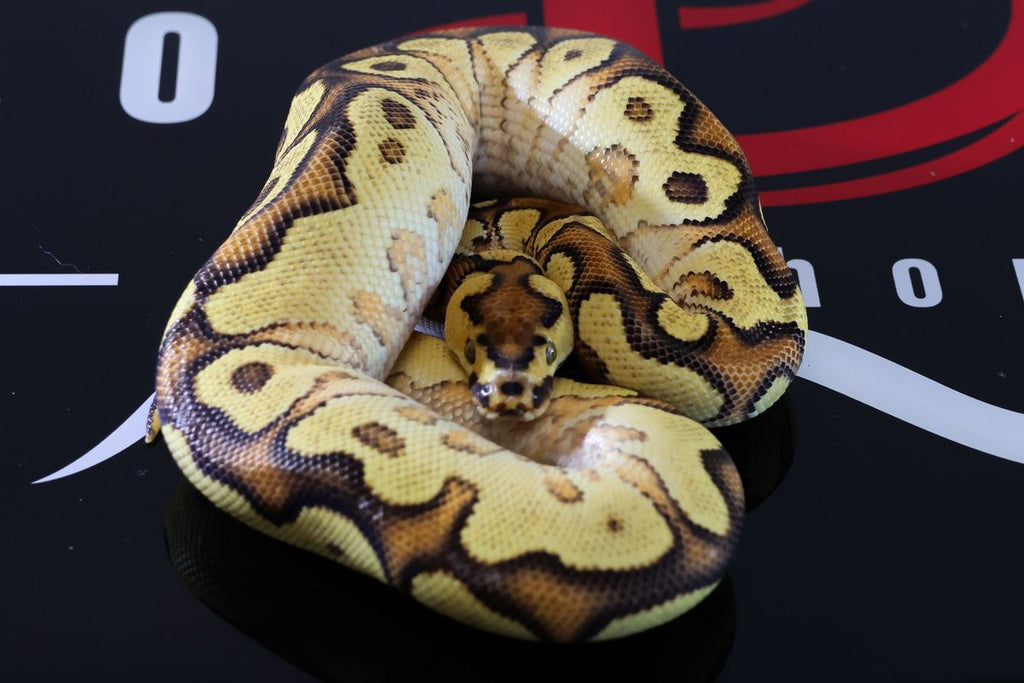 Enchi Hurricane OD YB Clown Ball Python