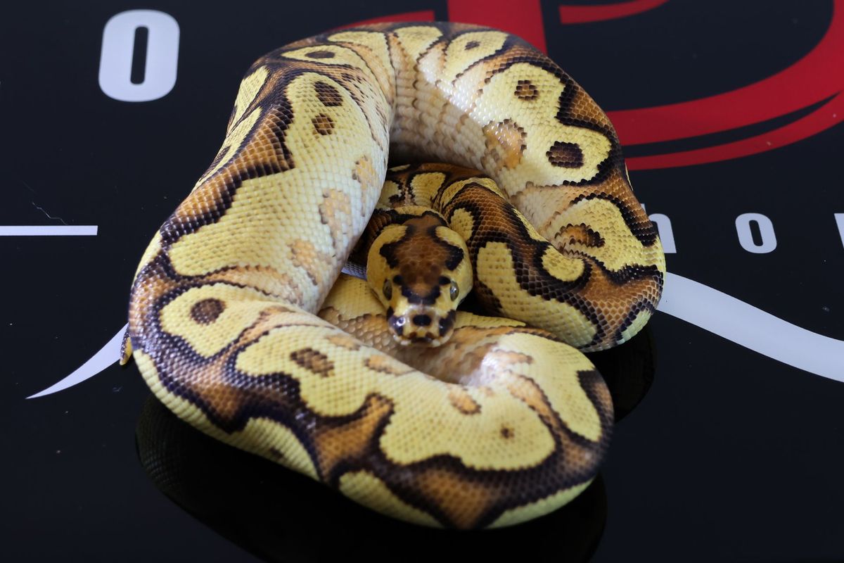 Enchi Hurricane OD YB Clown Ball Python