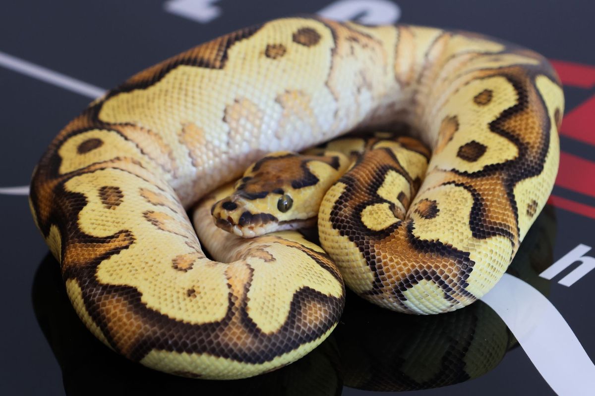 Enchi Hurricane OD YB Clown Ball Python