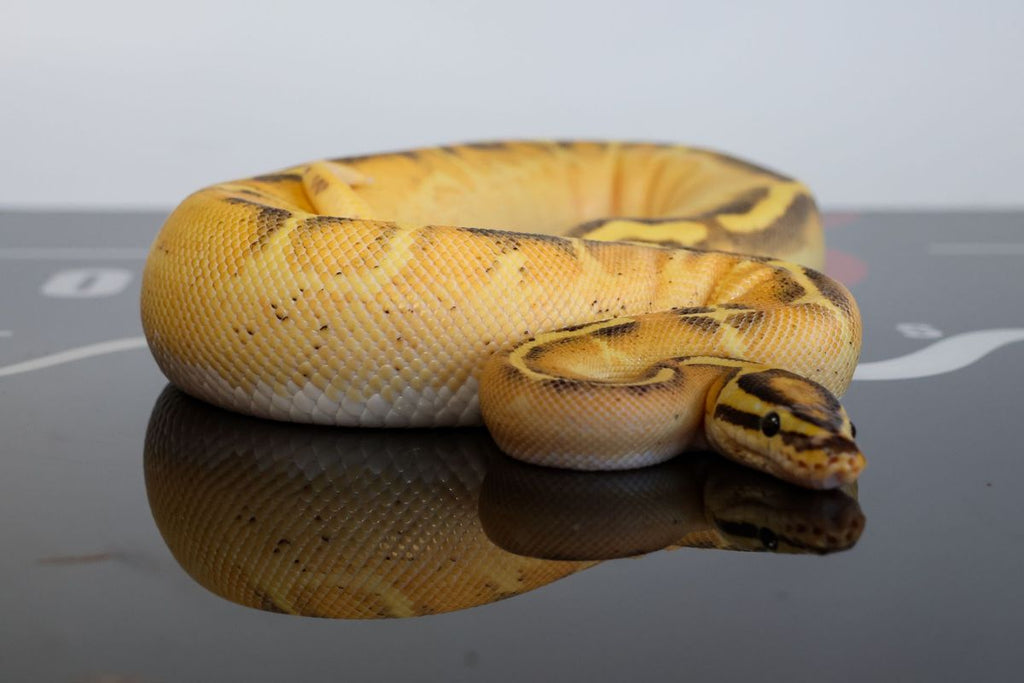 Fire OD Freeway Het Clown Ball Python
