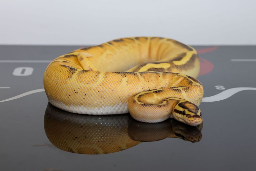 Fire OD Freeway Het Clown Ball Python
