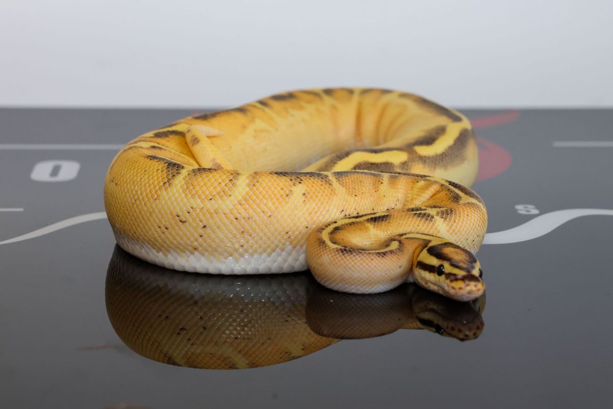 Fire OD Freeway Het Clown Ball Python