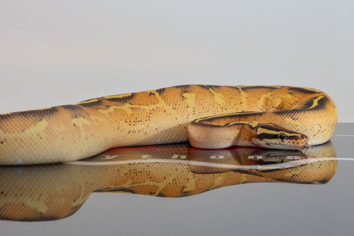 Freeway Clown Python OD Freeway Het Clown Ball Python for Sale | Diablo Exotic Pythons