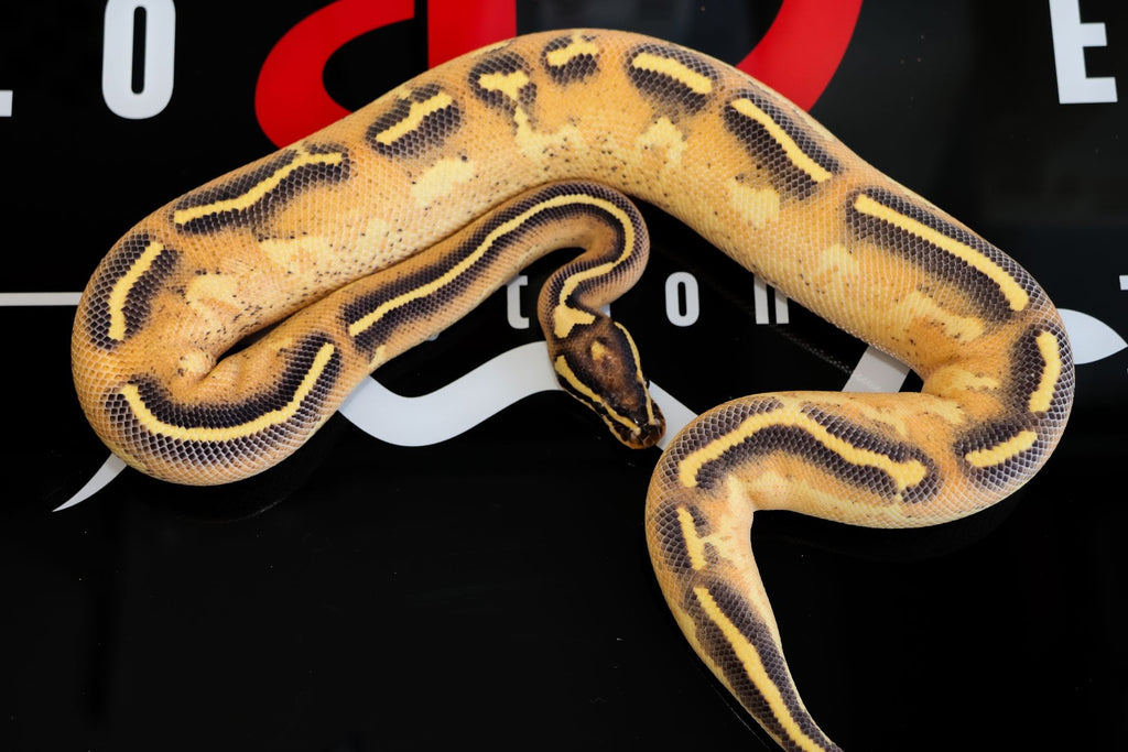 Python Cinnamon Freeway OD Freeway Het Clown Ball Python for Sale | Diablo Exotic Pythons