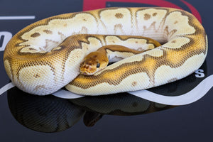 Super OD Redstripe Mojave Clown Ball Python