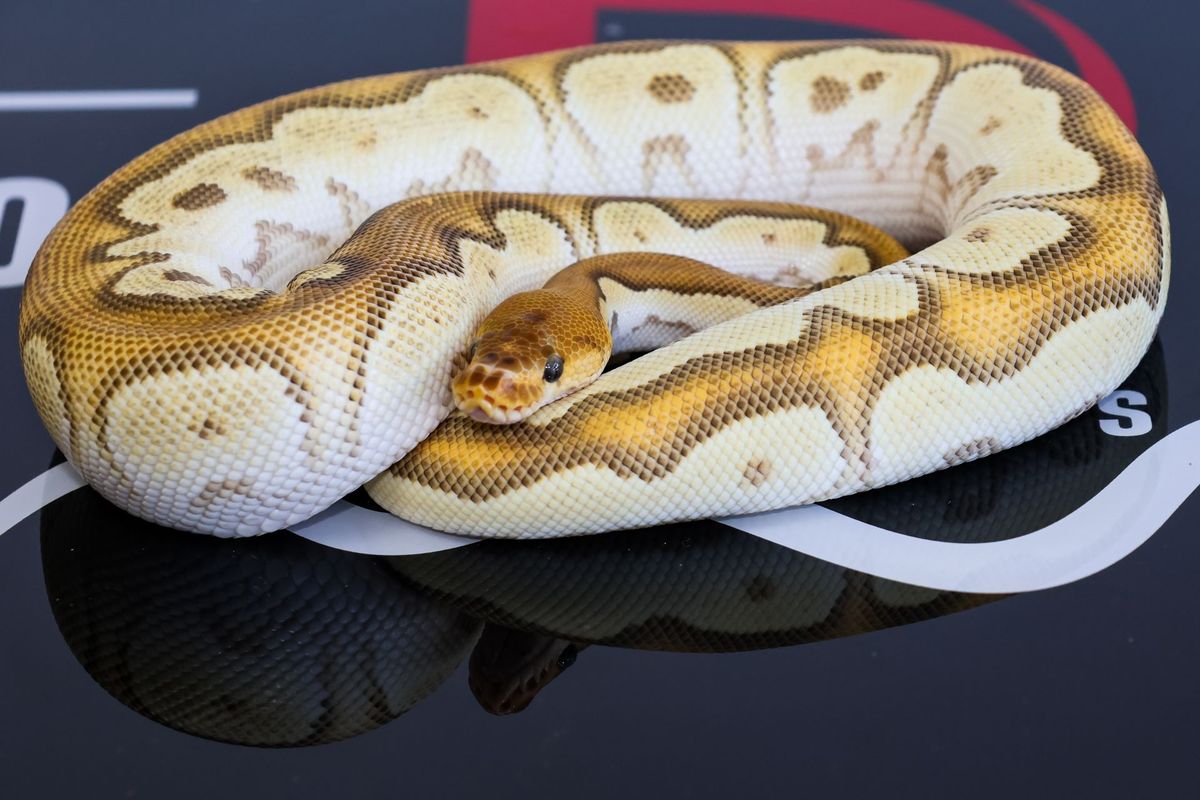 Super OD Redstripe Mojave Clown Ball Python