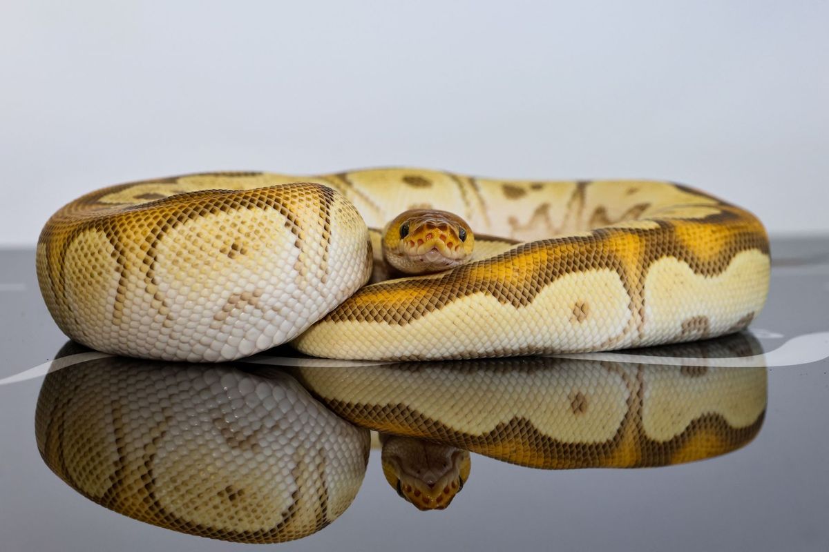 Super OD Redstripe Mojave Clown Ball Python