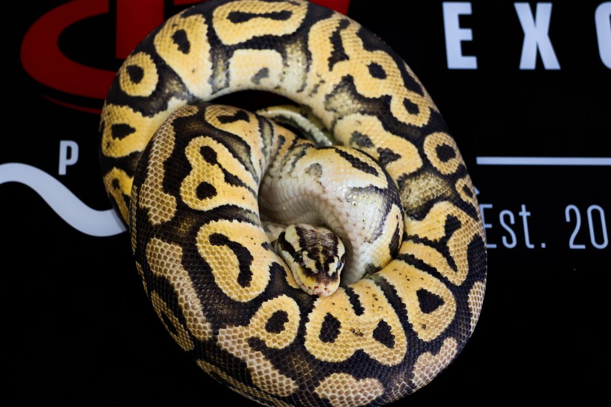 Lace Super Pastel Het Clown Ball Python