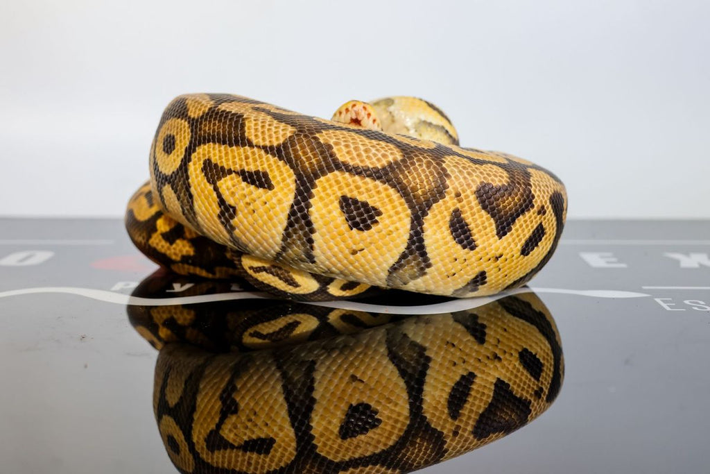 Lace Super Pastel Het Clown Ball Python