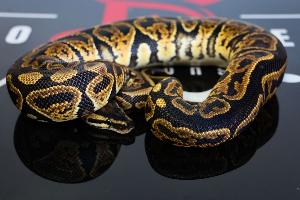 Pixel Jaguar Ball Python