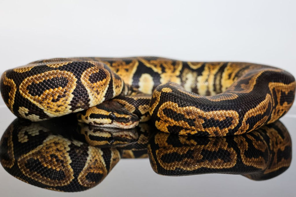 Pixel Jaguar Ball Python