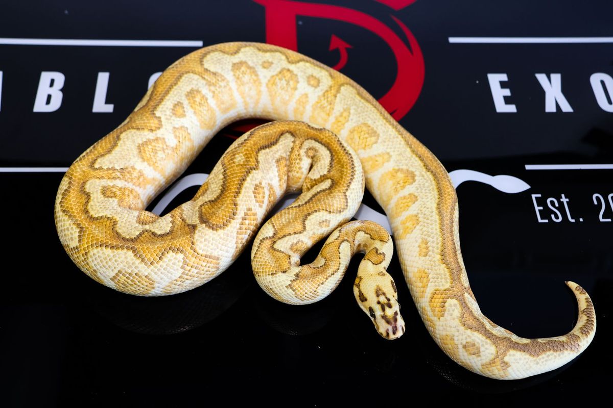 Fire Hurricane Baker Special Spotnose YB Clown Ball Python