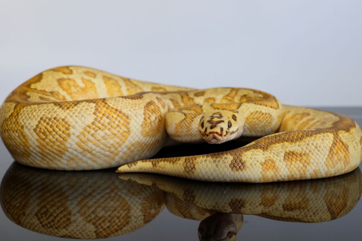 Fire Hurricane Baker Special Spotnose YB Clown Ball Python