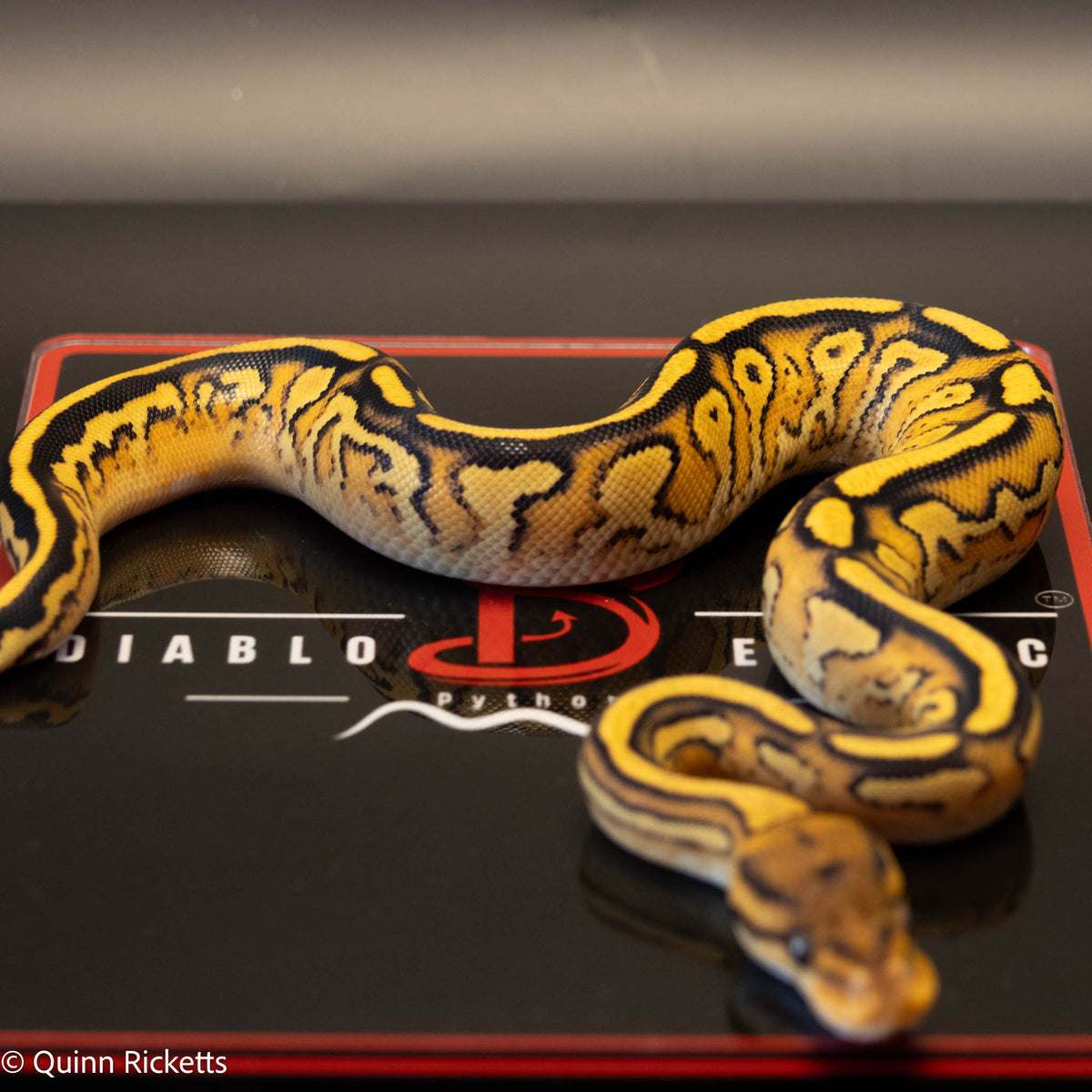 Bongo Orange Dream Yellowbelly Het Clown