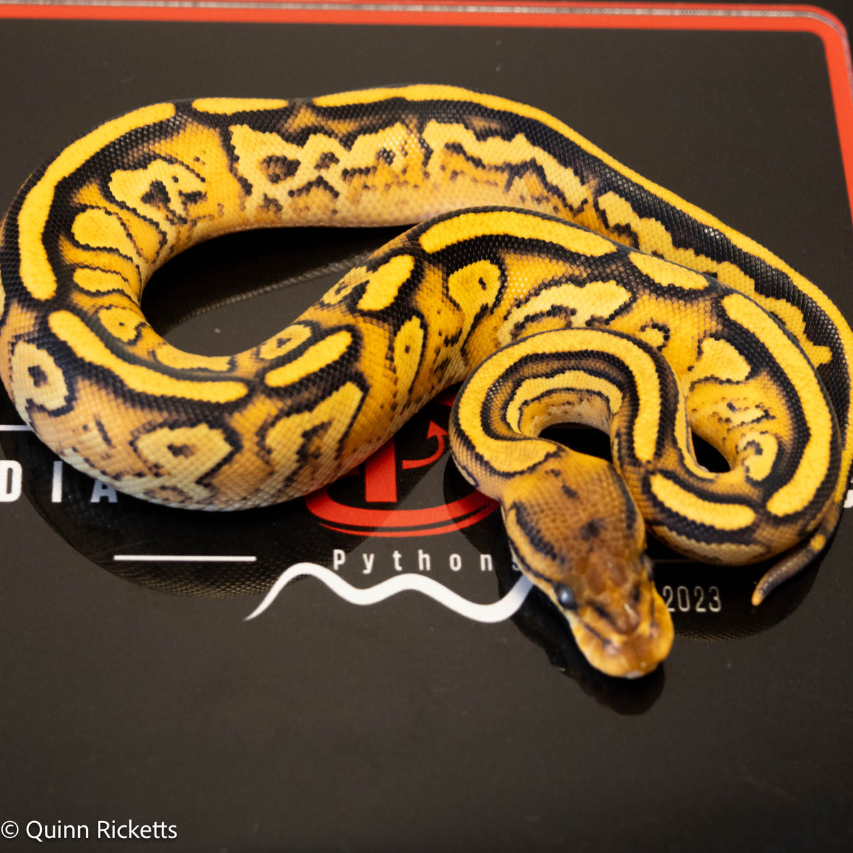 Bongo Orange Dream Yellowbelly Het Clown