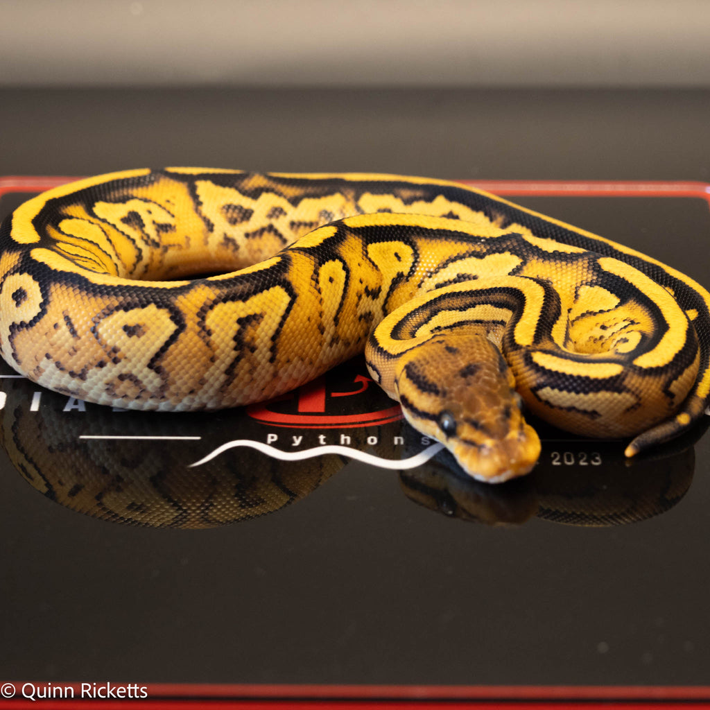 Bongo Orange Dream Yellowbelly Het Clown