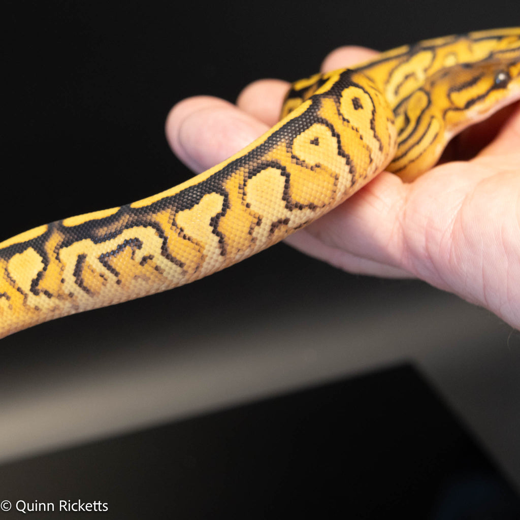 Bongo Orange Dream Yellowbelly Het Clown